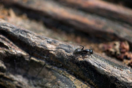 Closeup of an ant with copy spaceの写真素材