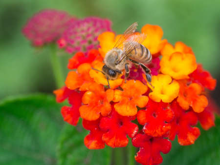 A bee pollinating flower in Augustの写真素材