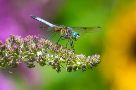 A dragonfly with colorful backgroundの写真素材