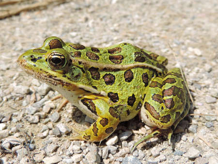 Northern leopard frog in Waterloo, Ontario, Canada.