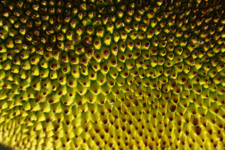 Jackfruit backgroundの写真素材