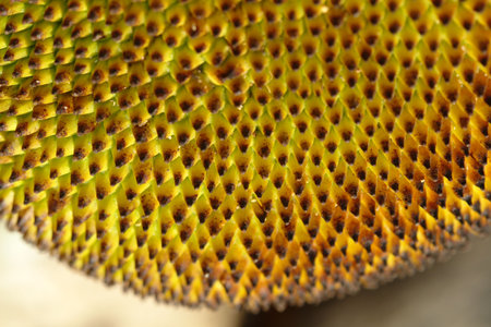 Jackfruit backgroundの写真素材