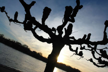 Beautiful tree silhouette at sunset near riverの写真素材