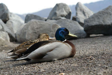 Colorful duck resting at the river sideの写真素材