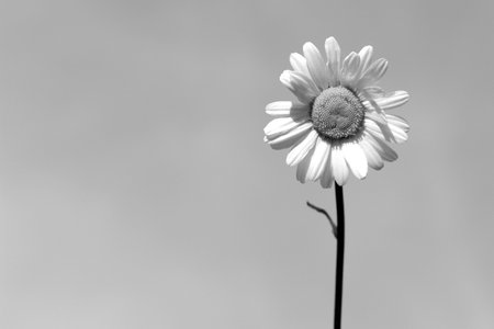 Summer concept displaying a daisy in black and white against a crisp skyの写真素材