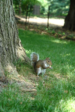 Squirrel in Central Park looking for food