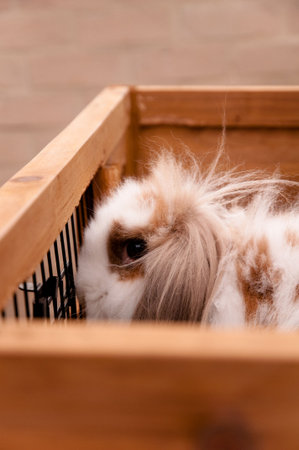 Lovely rabbit in his boxの写真素材