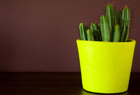 Cactus decoration in a yellow pot inside a warm home environmentの写真素材