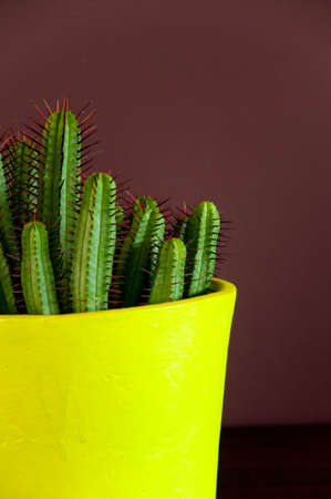 Cactus decoration in a yellow pot inside a warm home environmentの写真素材