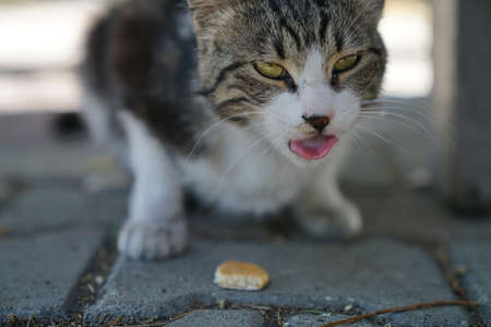 confused catの写真素材