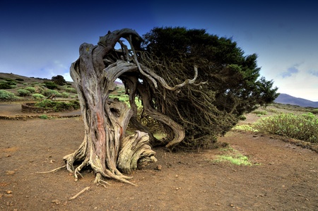 native tree twisted by the force of wind, Sabinar El Hierroの写真素材