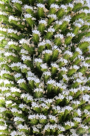 Echium wildpretii, endemic flower of the island of Tenerife, Teide National Park 