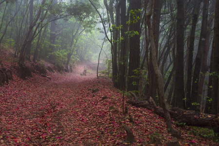 Centenarians path of Guardians, (Tenerife, Canary Island.) The Madeira mahogany, old trees, is a Macarronesia endemismの写真素材