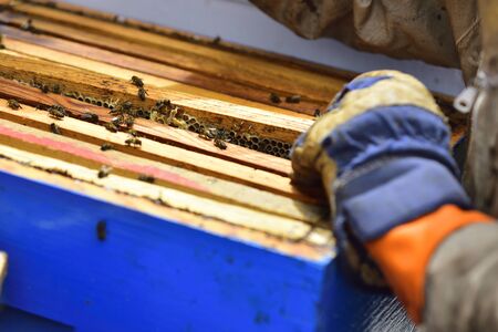 Detail of a division board en una colmena, a beekeeper preparing the extraction of the honey.の写真素材