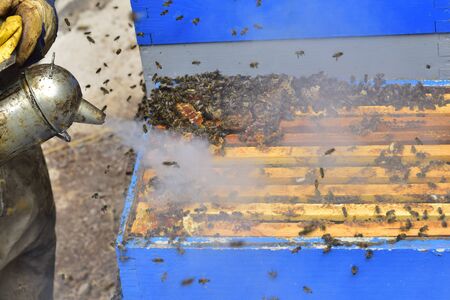 Beekeeper working on a beehive with smoker.の写真素材
