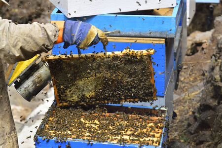 Detail of a division board  hive, a beekeeper preparing the extraction of the honey.