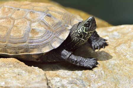 Turtle Mauremys reevesii, in their natural habitat