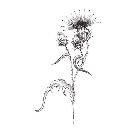 Thistle flower sketch. Hand-drawn black flowers of thistle with leaves, isolated on white background. Sketch style illustrationの写真素材