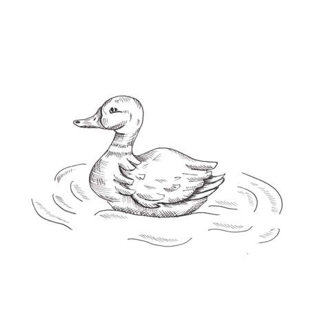Duck. Hand drawn sketch style duck in the water. Isolated on white background.の写真素材