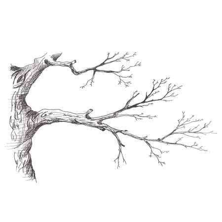 Tree branch. Hand drawn sketch style illustration of tree branch without leaves. Isolated on white backgroundの写真素材