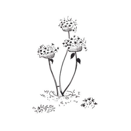 Flower bed with flowers. Hand drawn sketch style garden bed, street vase with flowers. Isolated on whiteの写真素材