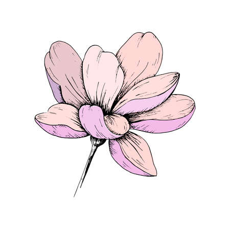 Sketch pink flower. Single hand-drawn purple flower, isolated on white background.の写真素材