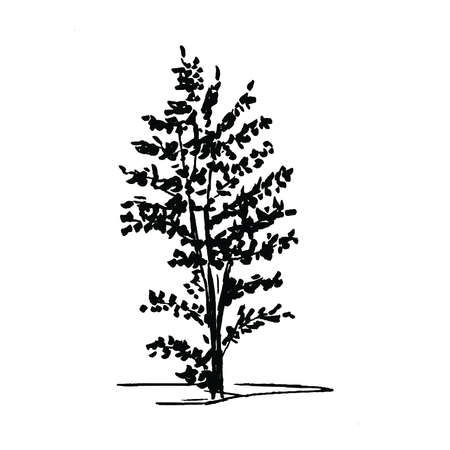 Tree. Single, hand drawn black tree, isolated on white background. Sketch style illustration.の写真素材