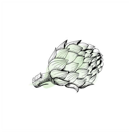 Artichoke sketch. Hand drawn sketch style green artichoke on white background. Vector illustration.の写真素材
