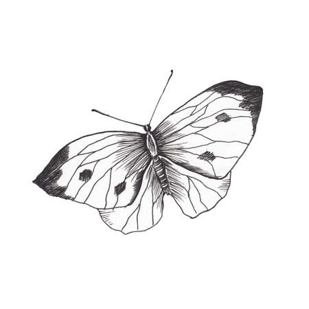 Butterfly sketch. Hand drawn insect butterfly cabbage. Sketch style illustration. Isolated on white.の写真素材