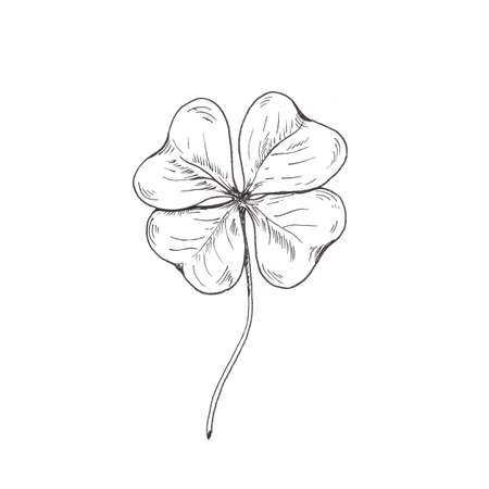 Clover sketch. Hand drawn four leaf clover. Sketch style illustration, isolated on white.の写真素材