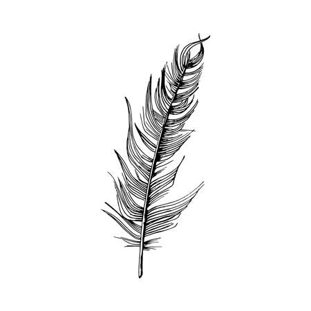 Feather. Hand-drawn sketch of a bird feather. Black and white vector illustration isolated on white background.のイラスト素材