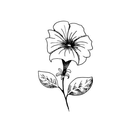 Petunia. Hand-drawn black and white sketch petunia flower. Isolated on a white background. Vector illustration.の写真素材