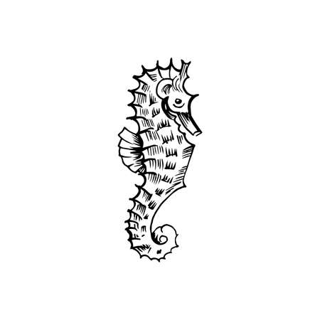 Sea horse sketch. Hand-drawn vector illustration. Isolated on white.のイラスト素材
