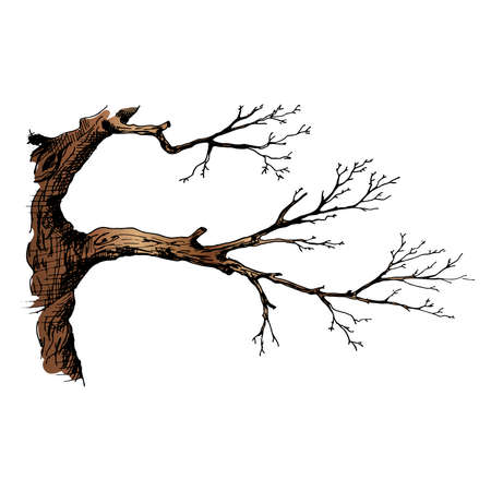 Tree branch. Hand drawn vector illustration of tree branch without leaves. Isolated on white backgroundのイラスト素材