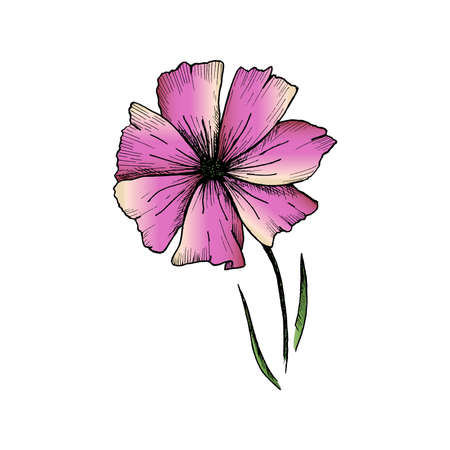 Flower sketch. Hand-drawn pink flower isolated on white background. Vector illustrationのイラスト素材