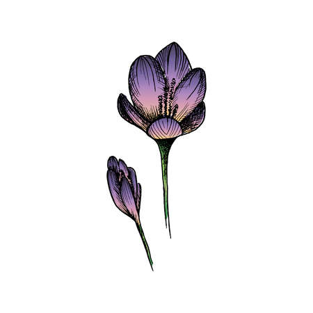 Flower sketch. Hand-drawn purple flower isolated on white background. Vector illustrationのイラスト素材