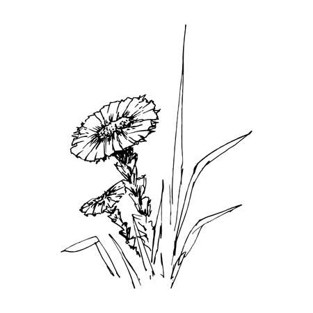 Coltsfoot. Vintage sketch of flower. Hand-drawn vector illustration, isolated on whiteのイラスト素材