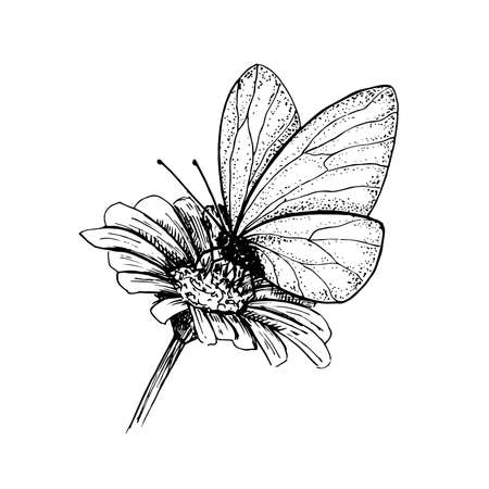 Butterfly on a flower. Hand-drawn black and white sketch. Vector illustration isolated on whiteのイラスト素材