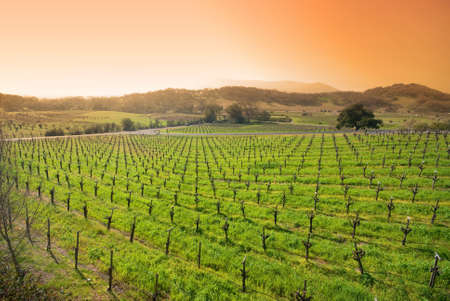 vineyard in the wine growing region of Napa in California. vineyard in the wine growing region of Napa in California.