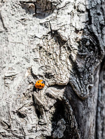 Orange Ladybug on tree burk