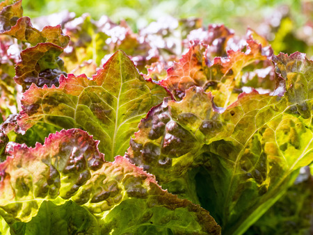 Red Lettuce Closeup in the vegetable garden