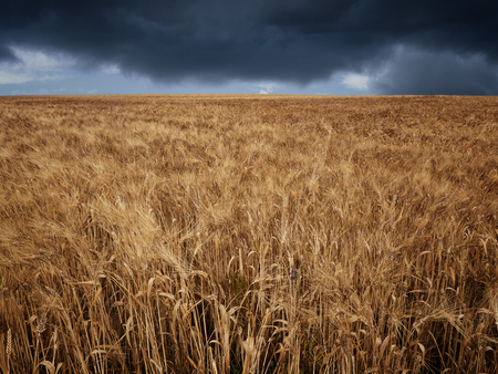 Dark stormy clouds over wheat fieldの写真素材