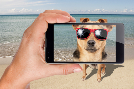 Dog sunglasses sit beach posing photo taken phoneの写真素材