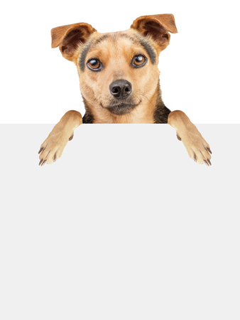 Dog behind blank banner isolatedの写真素材