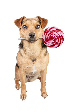 dog holding in mouth delicious big lollipop isolated on whiteの写真素材
