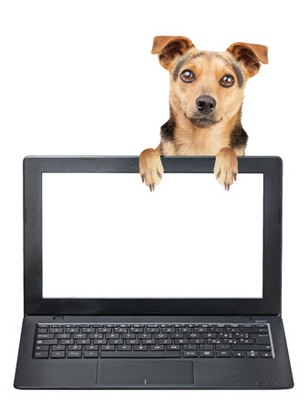 Little dog peeping behind blank screen laptop isolated on whiteの写真素材