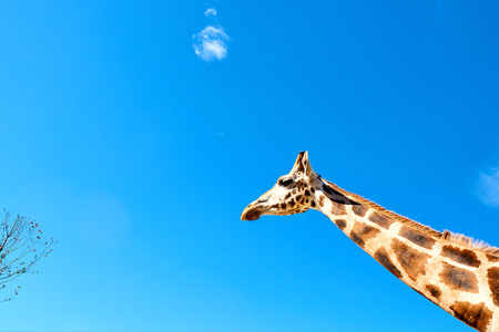 Giraffe neck profile against blue skyの写真素材