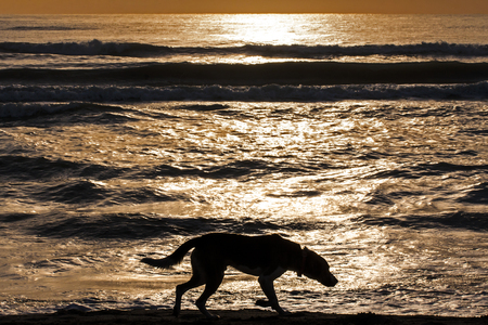 Silhouette of lonely dog walking along water edge at sunrise or sunsetの写真素材