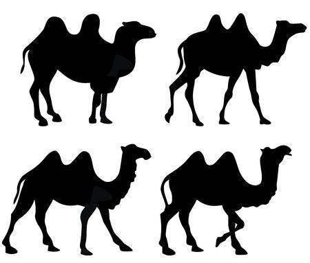 Silhouette of four walking camels isolated on whiteのイラスト素材