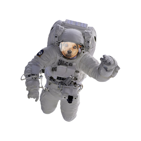 Dog as astronaut or spaceman isolatedの写真素材